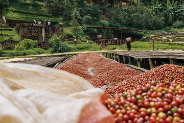 October Coffee of the Month - Rwanda Shangi 20